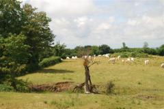 DSC_0238-