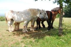DSC_0367-
