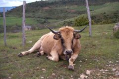sortie-4x4-Lozere-51